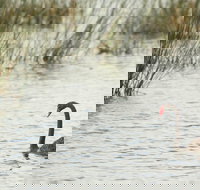 Little Llangothlin Picnic Area - Perth Resorts