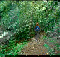 Mount Cougal Springbrook National Park - Accommodation Perth