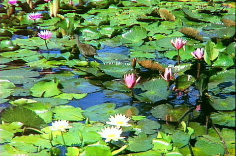 Mt Coot-tha Tourist Drive - Accommodation Perth 1