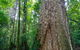 Murray Scrub Walking Track - thumb 0