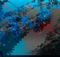 Severance Shipwreck Dive Site - Accommodation Perth