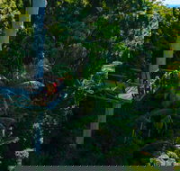 Tamborine Rainforest Skywalk - Accommodation Perth
