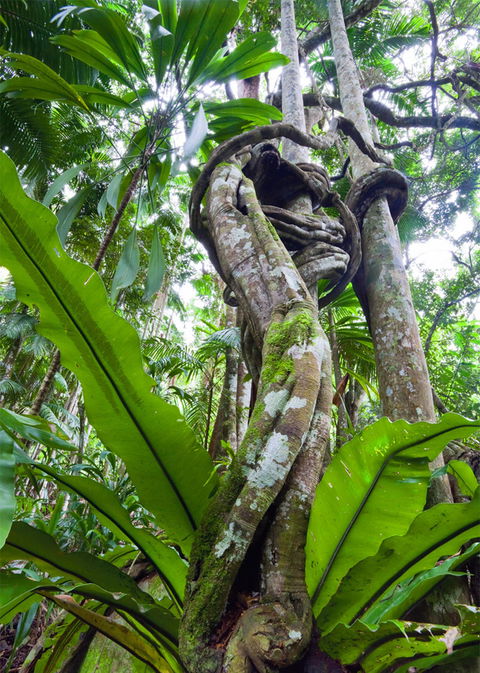 Tamborine Rainforest Skywalk - Accommodation Perth 2