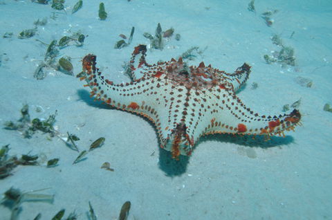 The Pines Dive Site - Accommodation Perth 0
