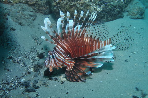The Pines Dive Site - Accommodation Perth 1