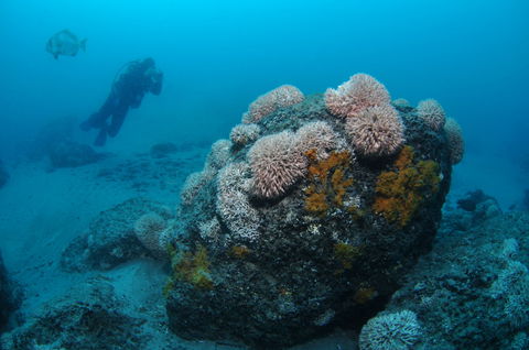 The Pines Dive Site - Accommodation Perth 2