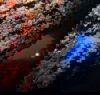 The Blowhole - Accommodation Perth