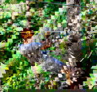 TreeTop Challenge Currumbin Wildlife Sanctuary - Accommodation Perth