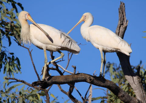Tumut Wetlands - Accommodation Perth 2