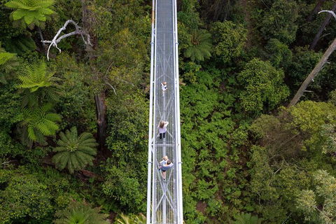 Illawarra Fly Treetop Adventures Treetop Walk Admission Ticket - Accommodation Perth 4