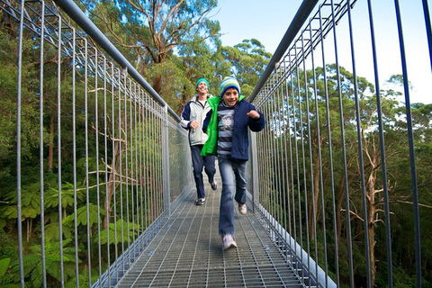 Illawarra Fly Treetop Adventures Treetop Walk Admission Ticket - Accommodation Perth 7