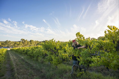 Mclaren Vale - Accommodation Perth 0