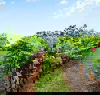 Tintilla Estate Wine Tasting with a Meat and Cheese Platter - Accommodation Perth