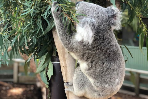Private Blue Mountains And Wildlife Park Tour From Sydney With Barbecue Lunch - Accommodation Perth 19