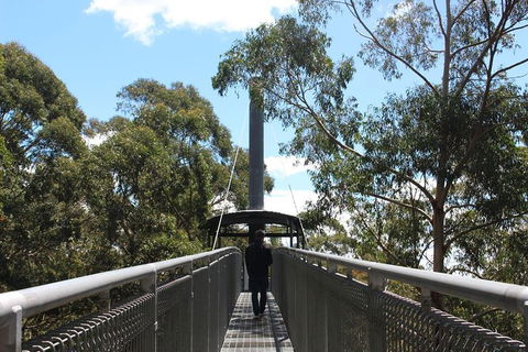 Illawarra Fly Treetop Adventures Admission Including Zipline Tour - Accommodation Perth 2