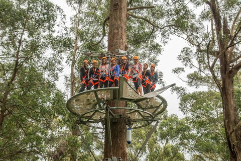 Illawarra Fly Treetop Adventures Admission Including Zipline Tour - Accommodation Perth 4