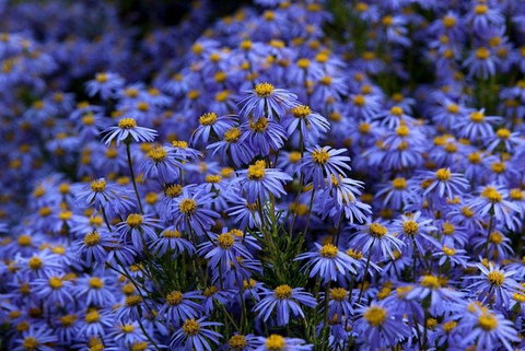 Blue Mountains Botanic Garden And Bilpin Tour From Katoomba With Cider Tasting - Perth Resorts 3