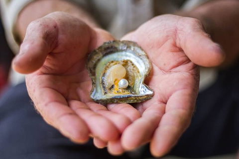 Australian Pearl Experience & Kangaroo Encounter Day Trip From Sydney - Accommodation Perth 3