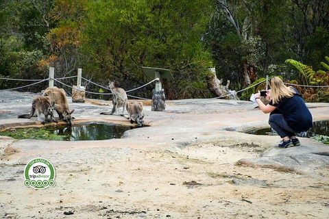 Australian Pearl Experience & Kangaroo Encounter Day Trip From Sydney - Accommodation Perth 4