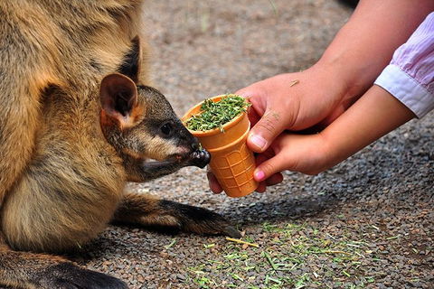 Blue Mountains Highlights & Wildlife Park - Accommodation Perth 3