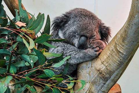 Blue Mountains Highlights & Wildlife Park - Accommodation Perth 1