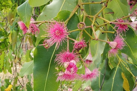 Full-Day Private Guided Tour To Litchfield National Park - Accommodation Perth 5