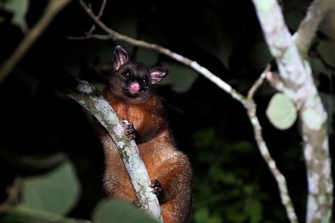 Atherton Tablelands Rain Forest By Night From Cairns - Perth Resorts 2