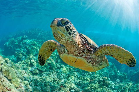 All Inclusive Dolphin And Tangalooma Wrecks Cruise - Perth Resorts 6
