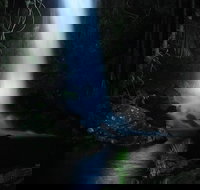 Mt Tamborine National Park 4WD Nocturnal Rainforest and Glow Worm Tour - Perth Resorts