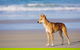 Fraser Island 4WD Tour From Noosa - thumb 2