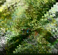 Gold Coast Lamington National Park and Tamborine Mountain 4WD Ecotour - Perth Resorts