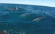 Noosa Wild Dolphin Safari - thumb 4