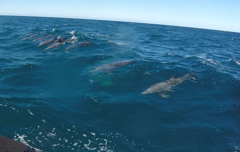 Noosa Wild Dolphin Safari - Accommodation Perth 4