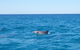 Noosa Wild Dolphin Safari - thumb 0