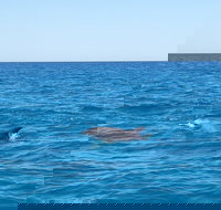 Noosa Wild Dolphin Safari - Perth Resorts