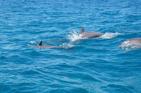 Noosa Wild Dolphin Safari - Accommodation Perth 5