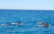 Noosa Wild Dolphin Safari - thumb 3