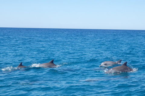 Noosa Wild Dolphin Safari - Accommodation Perth 3