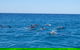 Noosa Wild Dolphin Safari - thumb 6