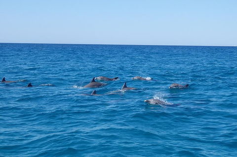 Noosa Wild Dolphin Safari - Accommodation Perth 6