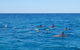 Noosa Wild Dolphin Safari - thumb 7