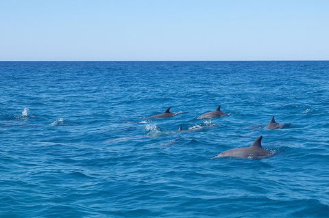 Noosa Wild Dolphin Safari - Accommodation Perth 7