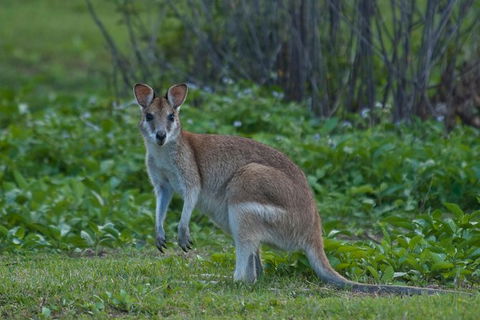 Cairns 4WD Waterfall And Rainforest Tour Including Kuranda Scenic Railway - Perth Resorts 7