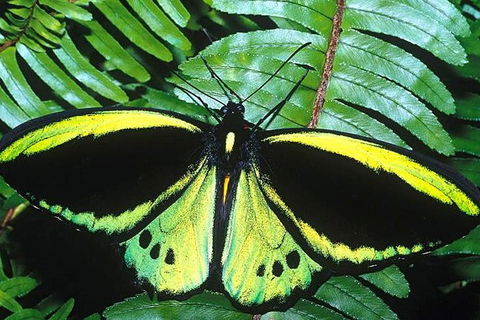 Cairns 4WD Waterfall And Rainforest Tour Including Kuranda Scenic Railway - Perth Resorts 1