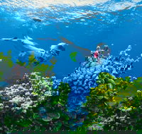 Full Day Snorkel In The Great Barrier Reef - Accommodation Perth