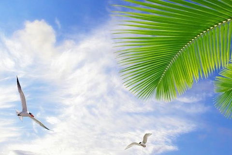Airport Transfer - Mission Beach To Cairns Airport - Accommodation Perth 4