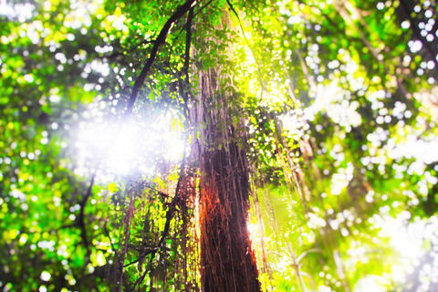 Airport Transfer - Mission Beach To Cairns Airport - Accommodation Perth 1