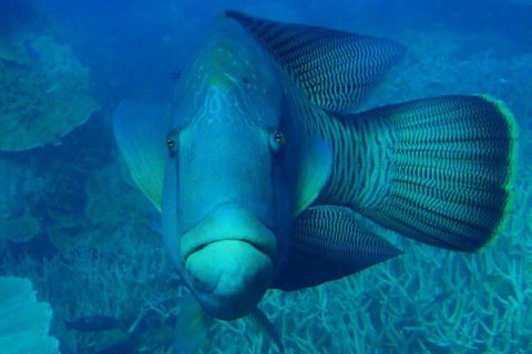 Great Barrier Reef Luxury Expedition Cruise Cabin Booking 7 Days 6 Night - Perth Resorts 3