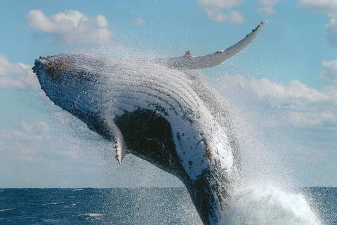 Great Barrier Reef Luxury Expedition Cruise Cabin Booking 7 Days 6 Night - Perth Resorts 7