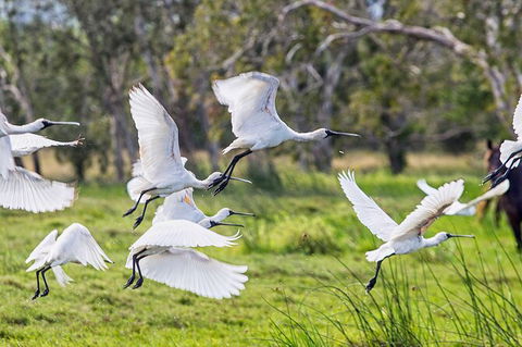 Reef, Wildlife & Rainforest - Reef & Beyond Guided Holidays - Accommodation Perth 1